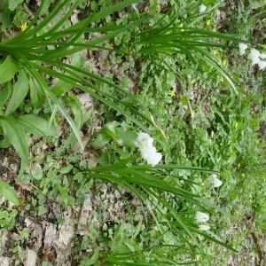 Photographie n°2555290 du taxon Leucojum aestivum L. [1759]