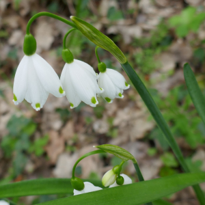 Photographie n°2555292 du taxon Leucojum aestivum L. [1759]