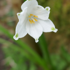 Photographie n°2555293 du taxon Leucojum aestivum L. [1759]