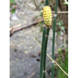 Equisetum hyemale L. subsp. hyemale