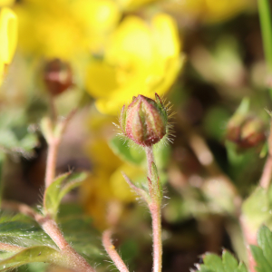 Photographie n°2555593 du taxon Potentilla verna L. [1753]