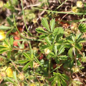 Photographie n°2555595 du taxon Potentilla verna L. [1753]