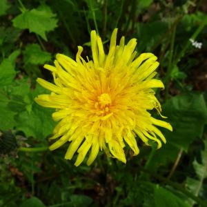 Photographie n°2555656 du taxon Taraxacum mediterraneum Soest [1954]