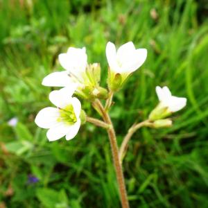 Photographie n°2555667 du taxon Saxifraga granulata L. [1753]