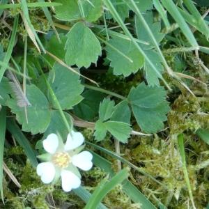 Photographie n°2555690 du taxon Potentilla sterilis (L.) Garcke