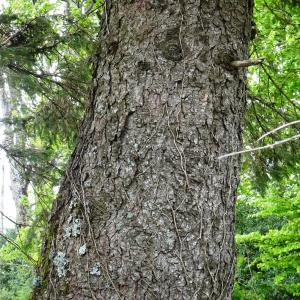 Photographie n°2555708 du taxon Picea abies (L.) H.Karst. [1881]