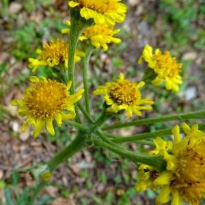 Photographie n°2555718 du taxon Tephroseris helenitis subsp. helenitis