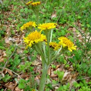 Photographie n°2555719 du taxon Tephroseris helenitis subsp. helenitis