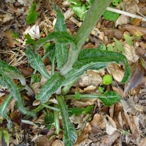 Photographie n°2555721 du taxon Tephroseris helenitis subsp. helenitis