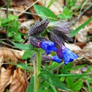 Photographie n°2555723 du taxon Pulmonaria longifolia subsp. longifolia