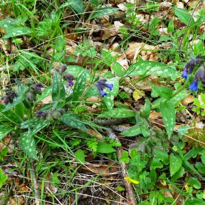 Photographie n°2555725 du taxon Pulmonaria longifolia subsp. longifolia