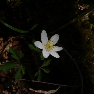 Photographie n°2555830 du taxon Anemone nemorosa L. [1753]