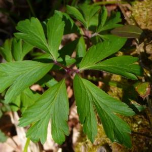 Photographie n°2555831 du taxon Anemone nemorosa L. [1753]