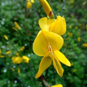 Photographie n°2555852 du taxon Cytisus scoparius (L.) Link [1822]