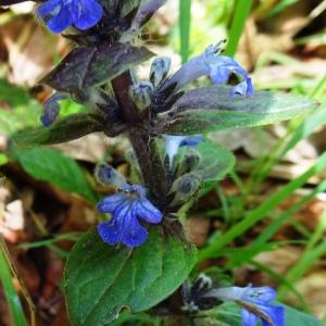 Photographie n°2555854 du taxon Ajuga reptans L.