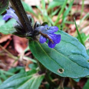 Photographie n°2555857 du taxon Ajuga reptans L.