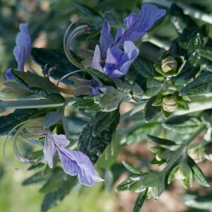 Photographie n°2555888 du taxon Teucrium fruticans L. [1753]