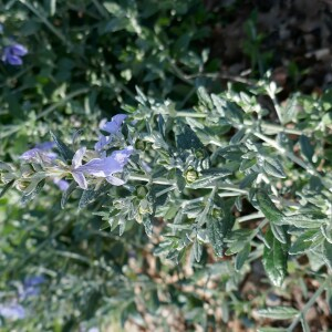 Photographie n°2555889 du taxon Teucrium fruticans L. [1753]