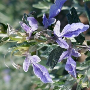 Photographie n°2555890 du taxon Teucrium fruticans L. [1753]