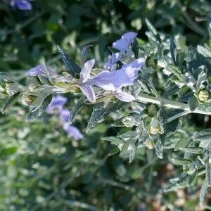 Photographie n°2555891 du taxon Teucrium fruticans L. [1753]