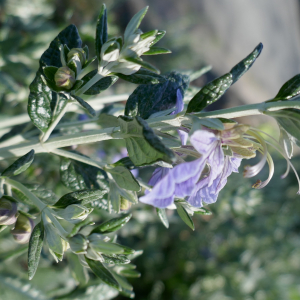 Photographie n°2555892 du taxon Teucrium fruticans L. [1753]