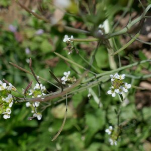 Photographie n°2555897 du taxon Arabidopsis thaliana (L.) Heynh. [1842]