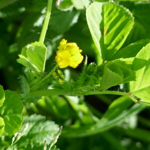 Photographie n°2555905 du taxon Medicago arabica (L.) Huds. [1762]