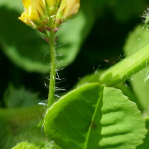 Photographie n°2555906 du taxon Medicago arabica (L.) Huds. [1762]