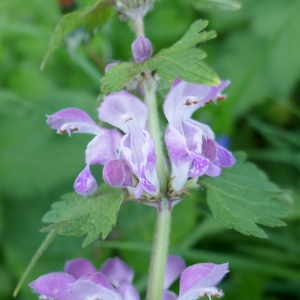 Photographie n°2555916 du taxon Lamium maculatum (L.) L. [1763]