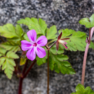 Photographie n°2555937 du taxon Geranium robertianum L.