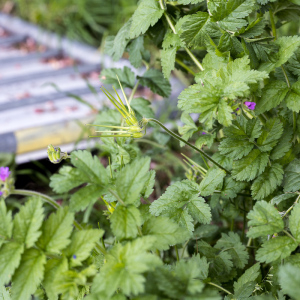 Photographie n°2555943 du taxon Erodium moschatum (L.) L'Hér.