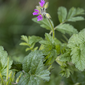 Photographie n°2555946 du taxon Erodium moschatum (L.) L'Hér.