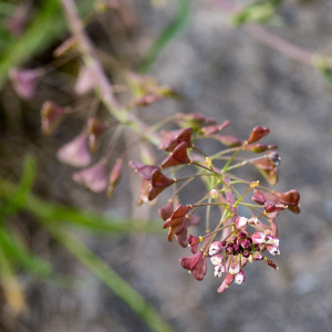 Photographie n°2555949 du taxon Capsella rubella Reut.