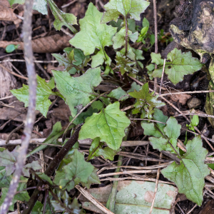 Photographie n°2555962 du taxon Lactuca muralis (L.) G.Mey.