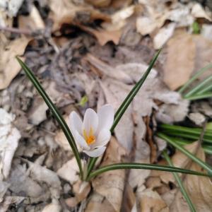 Photographie n°2555964 du taxon Crocus vernus (L.) Hill [1765]