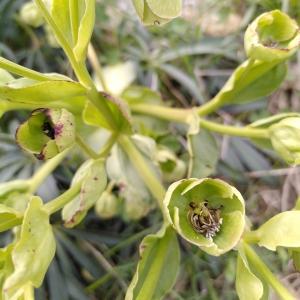 Photographie n°2555974 du taxon Helleborus foetidus L. [1753]