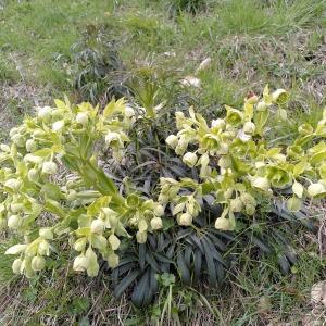 Photographie n°2555976 du taxon Helleborus foetidus L. [1753]