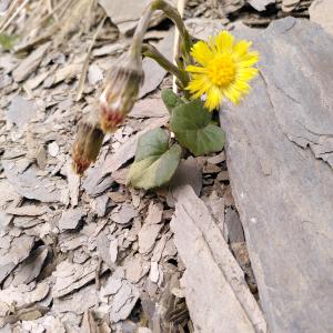 Photographie n°2555984 du taxon Tussilago farfara L. [1753]