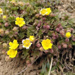 Photographie n°2555989 du taxon Potentilla verna L. [1753]