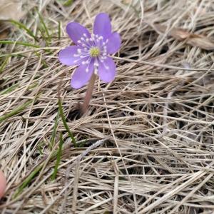 Photographie n°2555990 du taxon Anemone hepatica L. [1753]