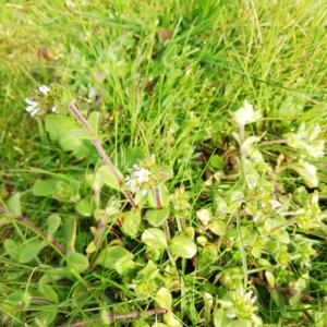 Photographie n°2556046 du taxon Cerastium glomeratum Thuill. [1799]