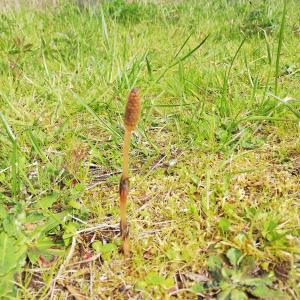 Photographie n°2556049 du taxon Equisetum arvense L. [1753]