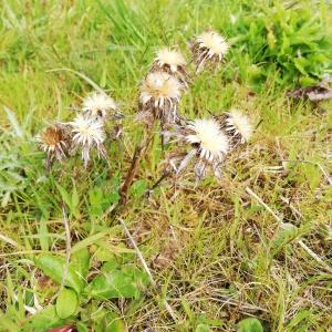 Photographie n°2556051 du taxon Carlina vulgaris L. [1753]