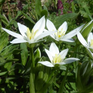  - Ornithogalum umbellatum L. [1753]