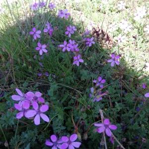 Photographie n°2556084 du taxon Erodium cicutarium (L.) L'Hér. [1789]