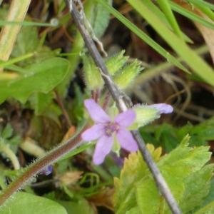 Photographie n°2556089 du taxon Erodium moschatum (L.) L'Hér.