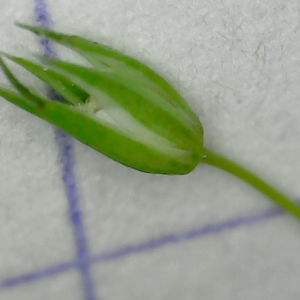 Photographie n°2556122 du taxon Sabulina tenuifolia subsp. laxa (Jord.) Garraud & J.M.Tison [2021]