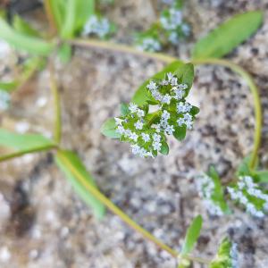 Photographie n°2556134 du taxon Valerianella locusta (L.) Laterr. [1821]