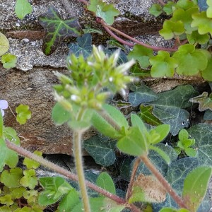 Photographie n°2556138 du taxon Cerastium glomeratum Thuill.