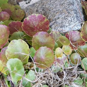 Photographie n°2556140 du taxon Umbilicus rupestris (Salisb.) Dandy